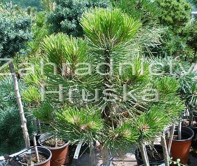 Borovice - Pinus nigra 'Plzeň Bory'
