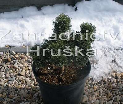 Borovice - Pinus mugo 'Jacobsen' KM