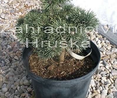 Borovice - Pinus mugo 'Jacobsen' KM