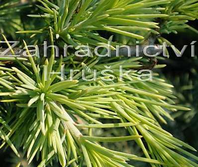 cedr - Cedrus deodara 'Golden Horizon'