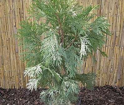 pazerav - Calocedrus decurrens