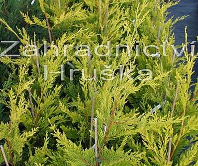 cypřišovec - x Cupresocyparis leylandii 'Gold Rider'