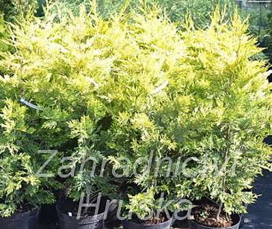 cypřišovec - x Cupresocyparis leylandii 'Gold Rider'