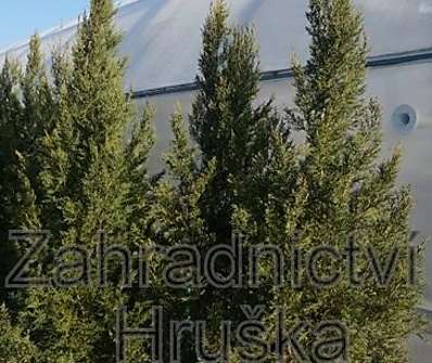 cypřišovec - x Cupresocyparis leylandii'. 2001'