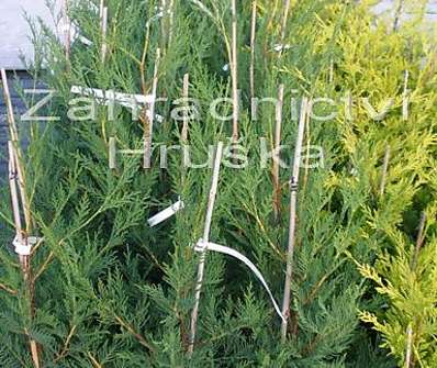 cypřišovec - x Cupresocyparis leylandii.