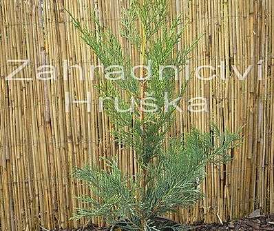 cypřišovec - x Cupresocyparis leylandii.