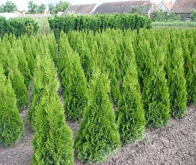 zerav - Thuja occ. 'Smaragd'