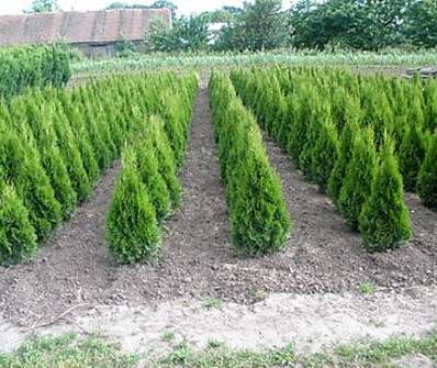 zerav - Thuja occ. 'Smaragd'