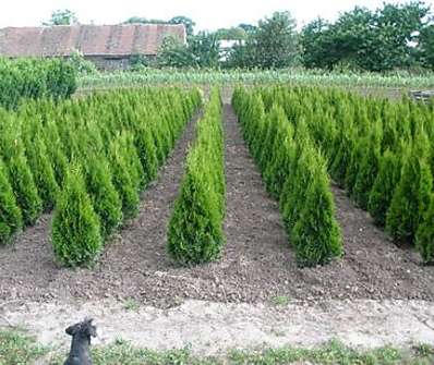 zerav - Thuja occ. 'Smaragd'