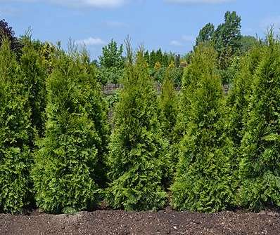 zerav - Thuja occ. 'Smaragd'