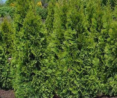 zerav - Thuja occ. 'Smaragd'