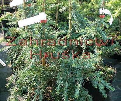 cedr - Cedrus deodara 'Feelin Blue'...