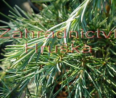 cedr - Cedrus deodara 'Feelin Blue'...