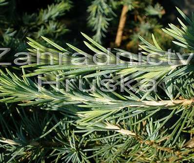 cedr - Cedrus deodara 'Feelin Blue'...