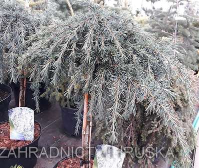 cedr - Cedrus deodara 'Feelin Blue'...