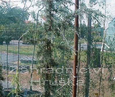 cedr - Cedrus deodara 'Karl Fuchs' KM