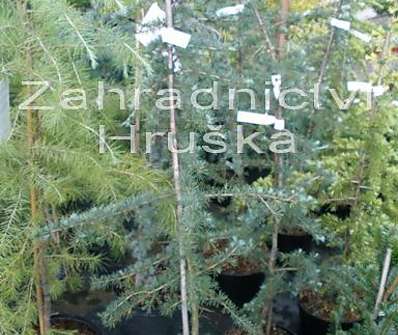 cedr - Cedrus deodara 'Karl Fuchs' KM
