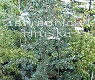 cedr - Cedrus deodara 'Karl Fuchs' KM