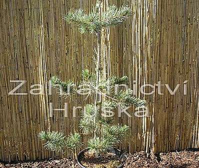 Borovice - Pinus parviflora 'Neglesii'