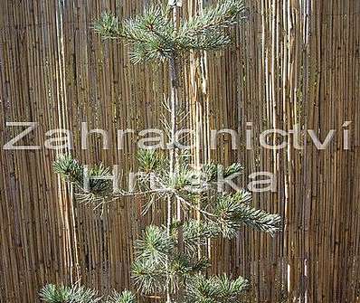 Borovice - Pinus parviflora 'Neglesii'