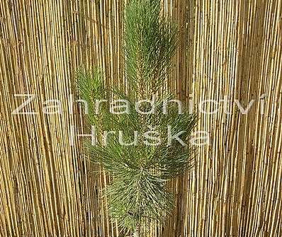 Borovice - Pinus nigra 'Pyramidalis'
