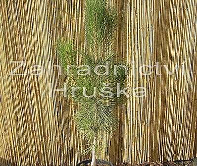 Borovice - Pinus nigra 'Pyramidalis'