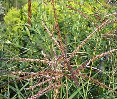 ozdobnice - Miscanthus sinensis 'Ferner Osten'