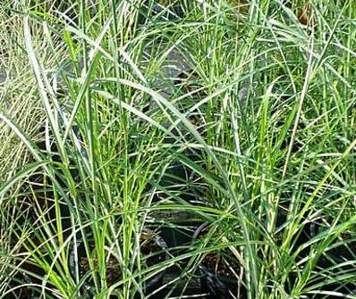 ozdobnice - Miscanthus sinensis 'Ferner Osten'