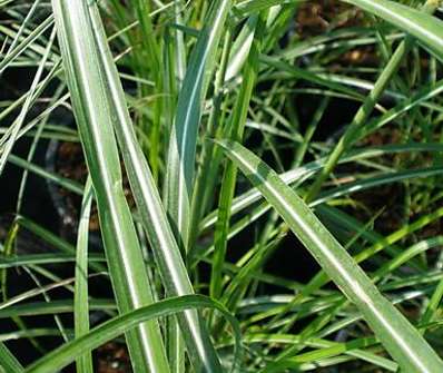 ozdobnice - Miscanthus sinensis 'Ferner Osten'