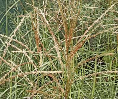 ozdobnice - Miscanthus sinensis 'Ferner Osten'