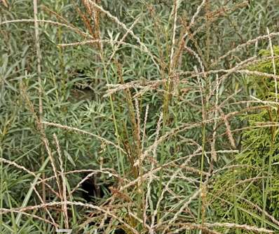 ozdobnice - Miscanthus sinensis 'Ferner Osten'