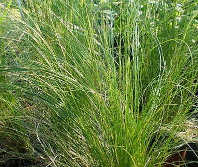 Kavyl - Stipa arundinacea Pheasant Tails