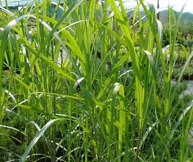 ozdobnice - Miscanthus floridulus
