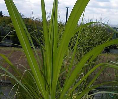 ozdobnice - Miscanthus floridulus
