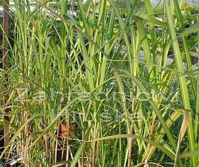 ozdobnice - Miscanthus floridulus