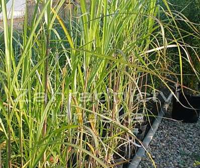 ozdobnice - Miscanthus floridulus