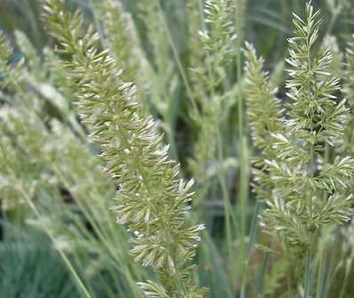 smělek - Koeleria glauca