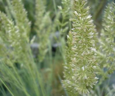 smělek - Koeleria glauca