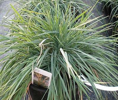 smělek - Koeleria glauca