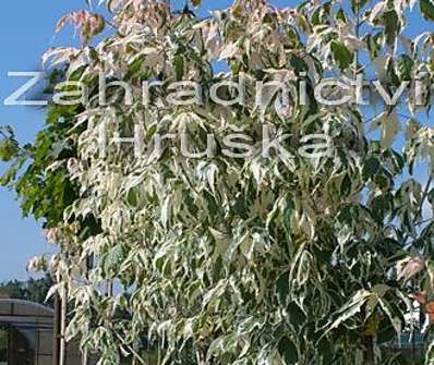 javor - Acer negundo 'Flamingo'