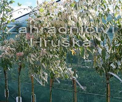 javor - Acer negundo 'Flamingo'
