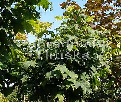 javor - Acer platanoides 'Globosum'