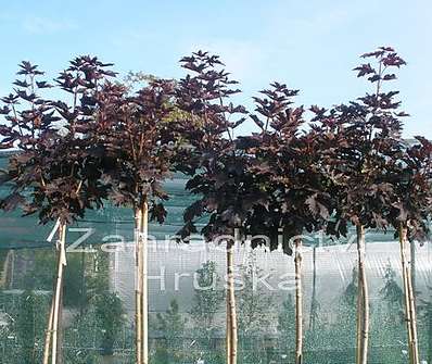 javor - Acer platanoides 'Crimson Sentry'