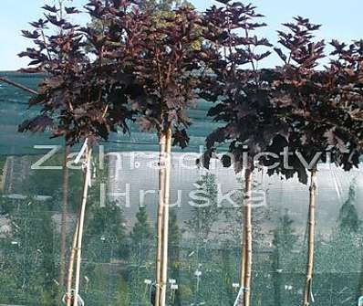 javor - Acer platanoides 'Crimson Sentry'