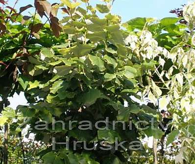 lípa - Tilia tomentosa 'Silver Globe'.