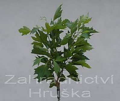 platan - Platanus acerifolia 'Alphens Globe'