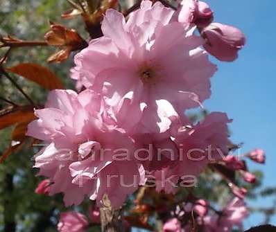 višeň - Prunus serrulata 'Royal Burgundi'