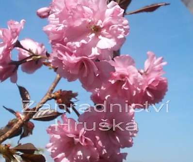 višeň - Prunus serrulata 'Royal Burgundi'