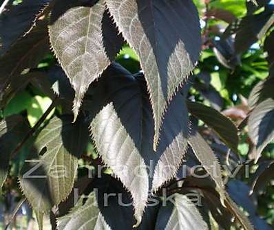 višeň - Prunus serrulata 'Royal Burgundi'