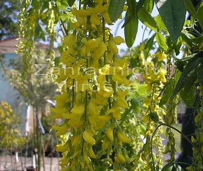 štědřenec - Laburnum x watereri Wossii